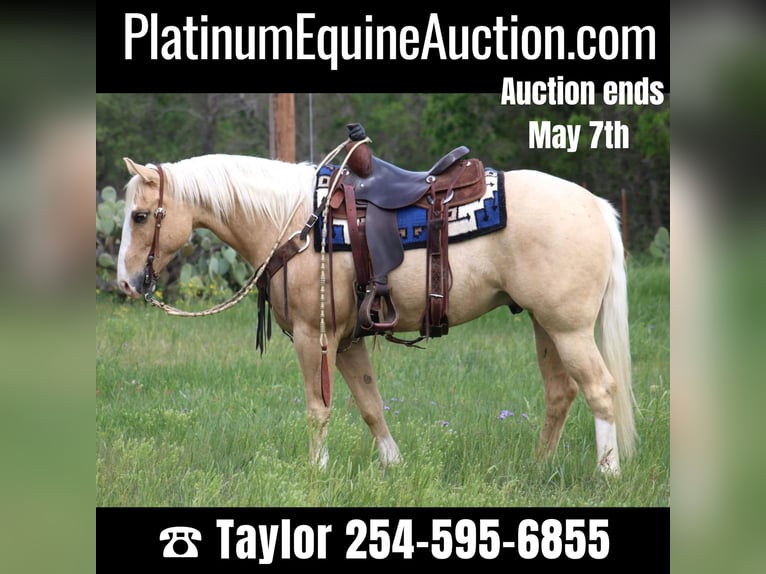 American Quarter Horse Wallach 5 Jahre 152 cm Palomino in Morgan MIll TX