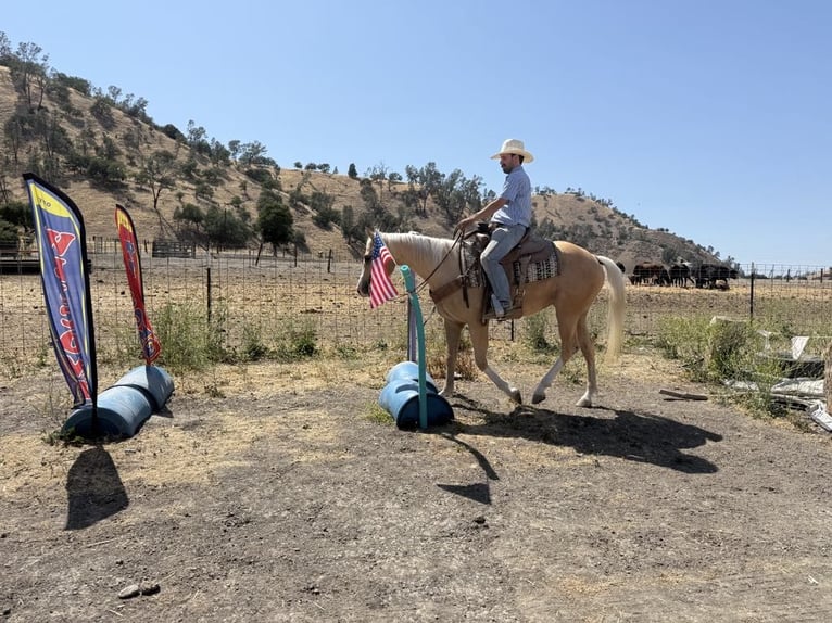 American Quarter Horse Wallach 5 Jahre 152 cm Palomino in Paicines CA