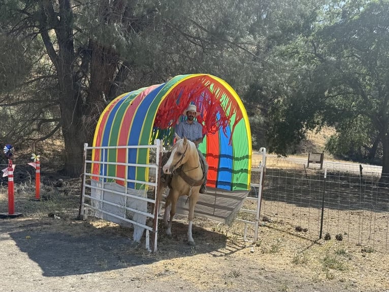 American Quarter Horse Wallach 5 Jahre 152 cm Palomino in Paicines CA