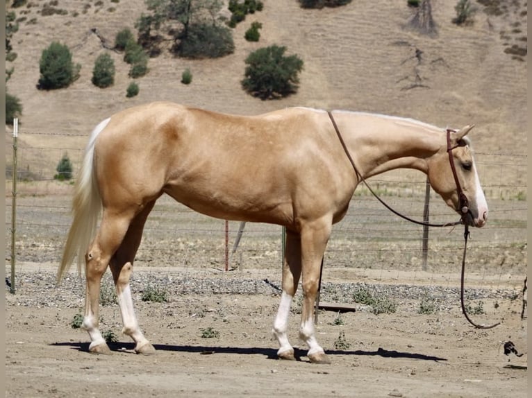 American Quarter Horse Wallach 5 Jahre 152 cm Palomino in Paicines CA