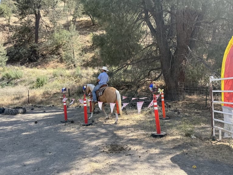 American Quarter Horse Wallach 5 Jahre 152 cm Palomino in Paicines CA