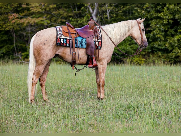 American Quarter Horse Wallach 5 Jahre 152 cm Palomino in Sante Fe, TN