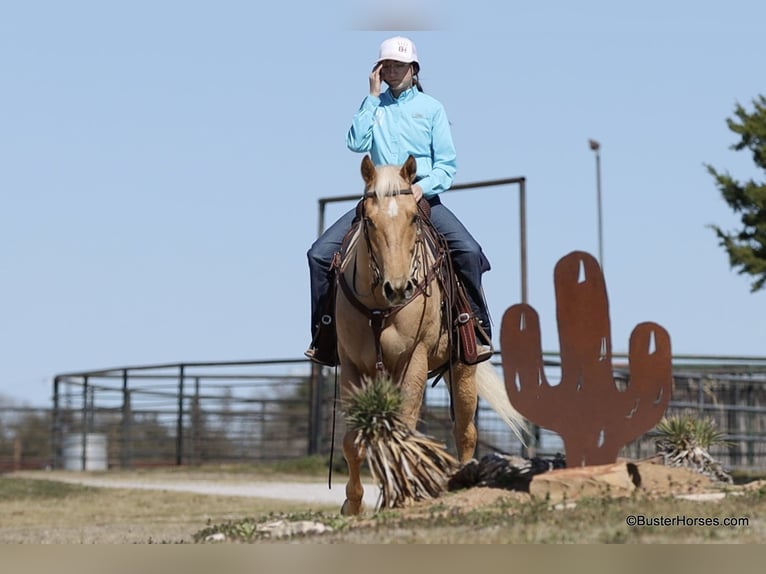 American Quarter Horse Wallach 5 Jahre 152 cm Palomino in Weatherford TX