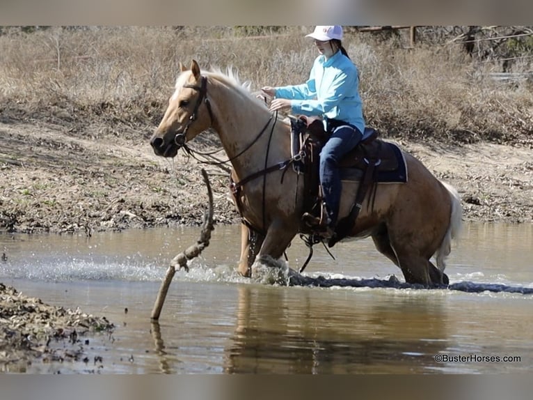 American Quarter Horse Wallach 5 Jahre 152 cm Palomino in Weatherford TX