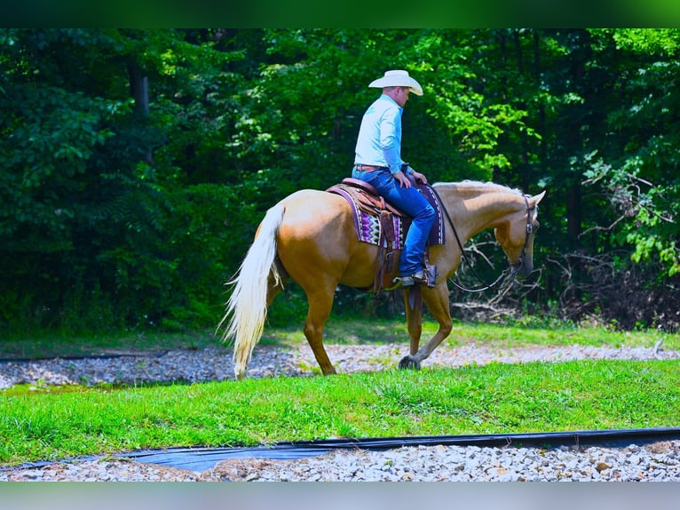 American Quarter Horse Wallach 5 Jahre 152 cm Palomino in Wooster, OH
