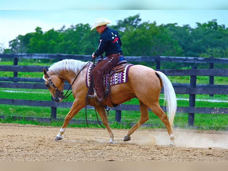 American Quarter Horse Wallach 5 Jahre 152 cm Palomino in Wooster, OH