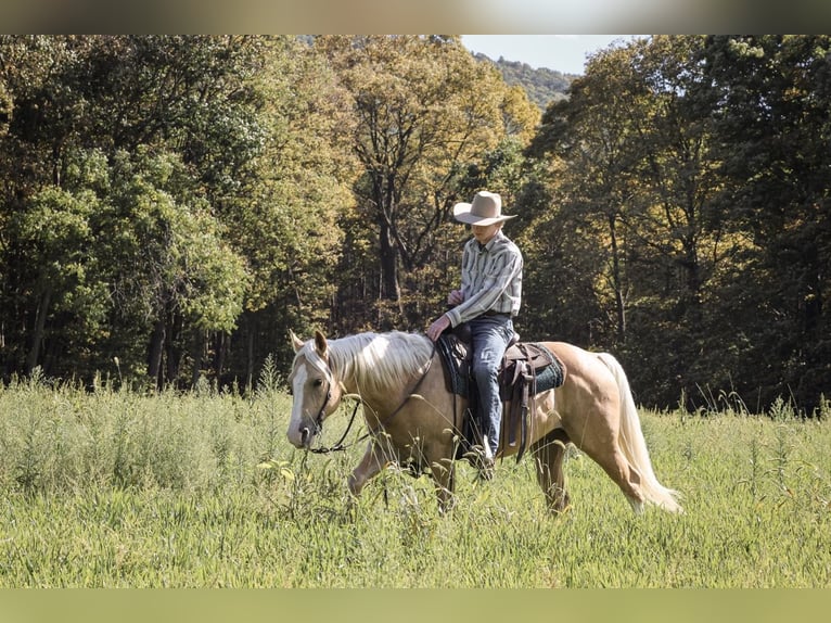 American Quarter Horse Wallach 5 Jahre 152 cm Palomino in Needmore