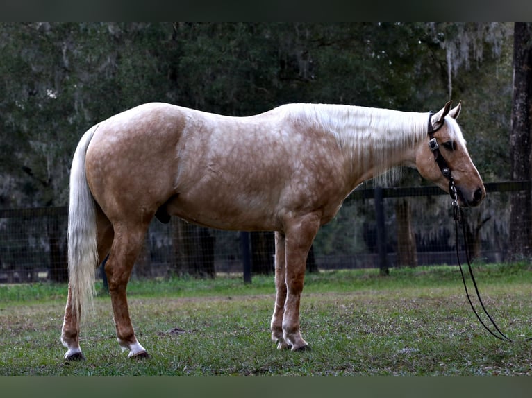 American Quarter Horse Wallach 5 Jahre 152 cm Palomino in Millersburg