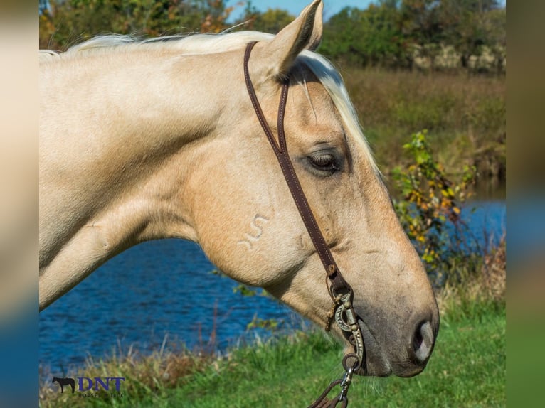 American Quarter Horse Wallach 5 Jahre 152 cm Palomino in Lexington
