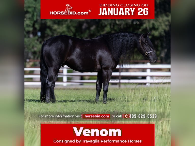 American Quarter Horse Wallach 5 Jahre 152 cm Rappe in Burleson