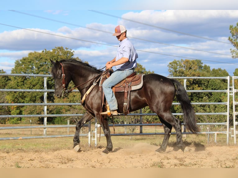 American Quarter Horse Wallach 5 Jahre 152 cm Rappe in Cherryville NC