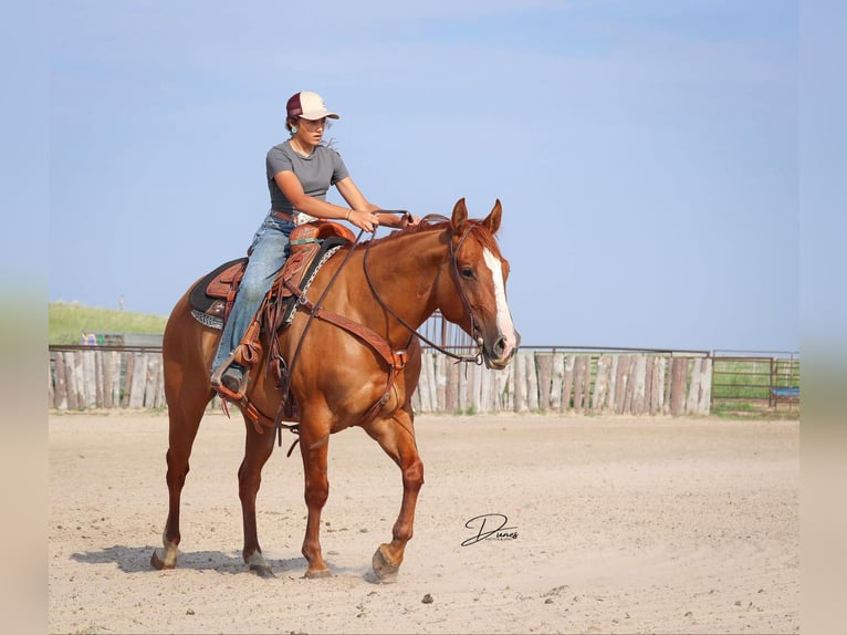 American Quarter Horse Wallach 5 Jahre 152 cm Red Dun in Thedford