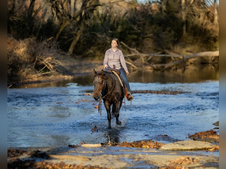 American Quarter Horse Wallach 5 Jahre 152 cm Roan-Bay in Auburn