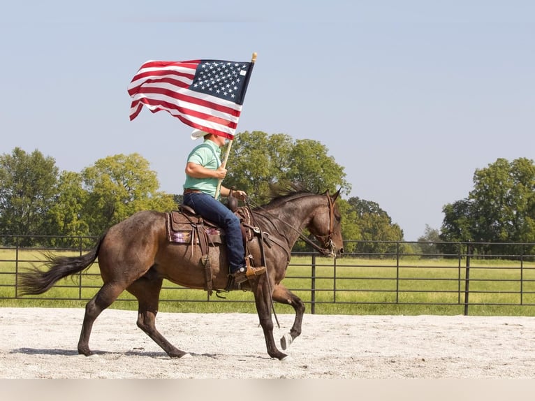American Quarter Horse Wallach 5 Jahre 152 cm Roan-Bay in Buffalo, MO