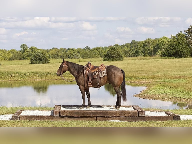 American Quarter Horse Wallach 5 Jahre 152 cm Roan-Bay in Buffalo, MO