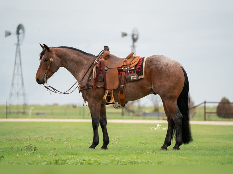 American Quarter Horse Wallach 5 Jahre 152 cm Roan-Bay in Canyon