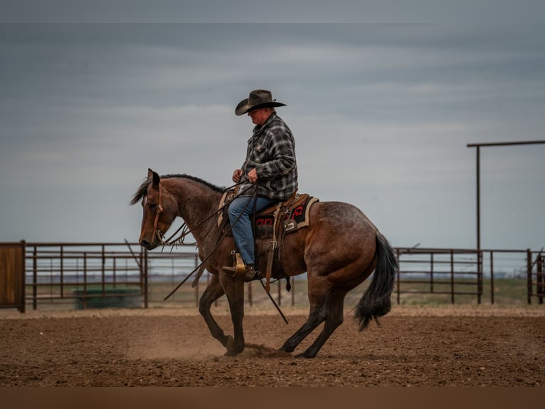 American Quarter Horse Wallach 5 Jahre 152 cm Roan-Bay in Canyon