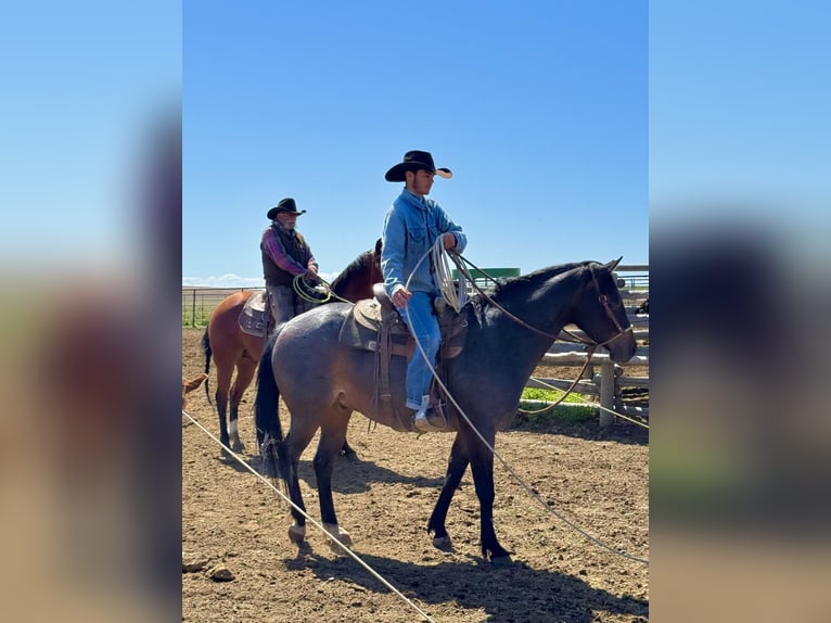 American Quarter Horse Wallach 5 Jahre 152 cm Roan-Bay in Power