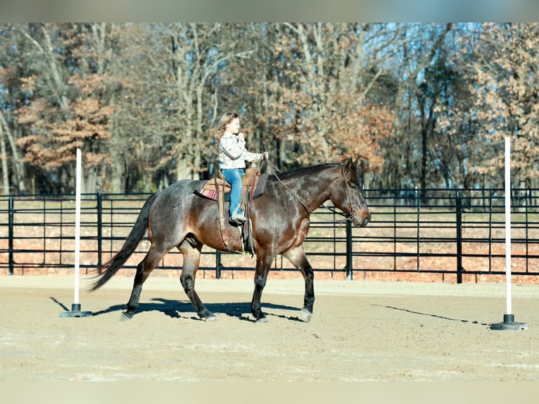 American Quarter Horse Wallach 5 Jahre 152 cm Roan-Bay in Purdy