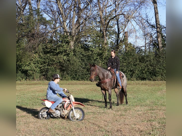 American Quarter Horse Wallach 5 Jahre 152 cm Roan-Bay in Auburn