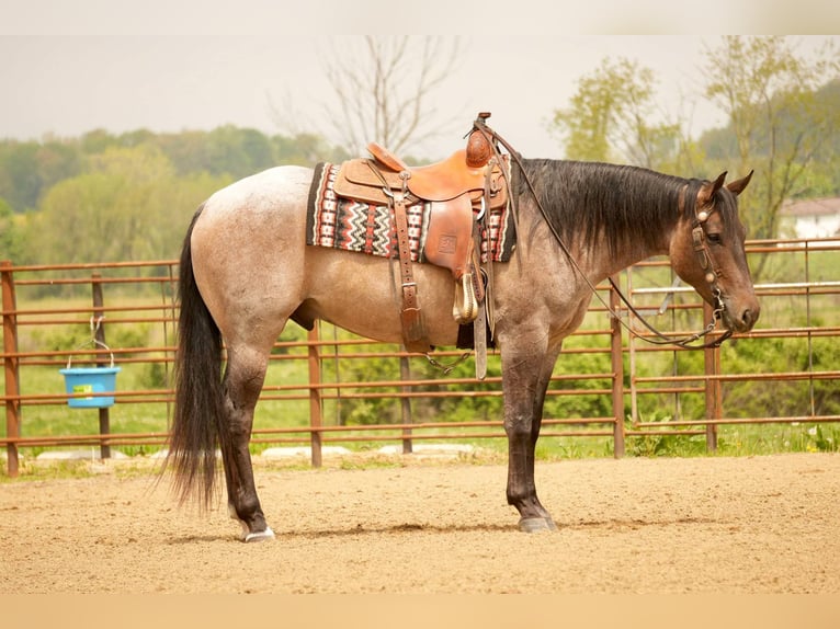 American Quarter Horse Wallach 5 Jahre 152 cm Roan-Bay in Fresno, OH