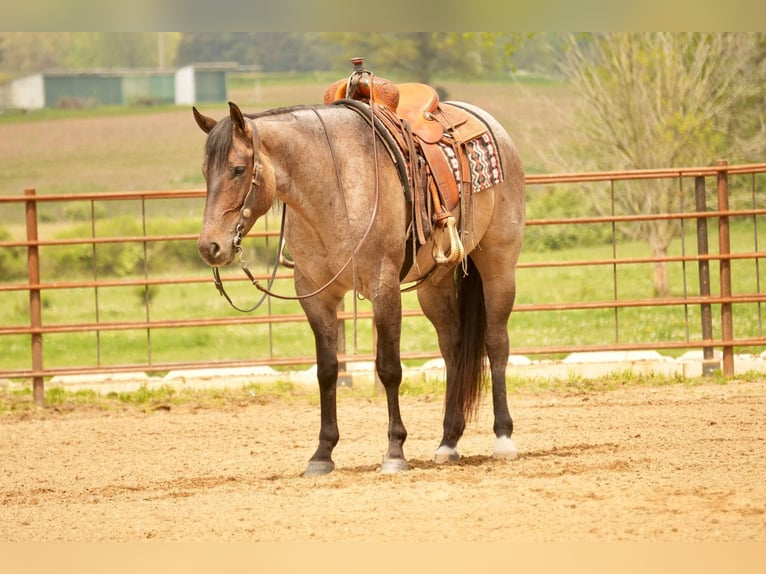 American Quarter Horse Wallach 5 Jahre 152 cm Roan-Bay in Fresno, OH