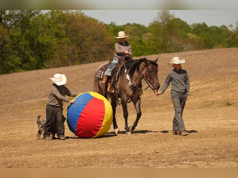 American Quarter Horse Wallach 5 Jahre 152 cm Roan-Bay in Fresno, OH