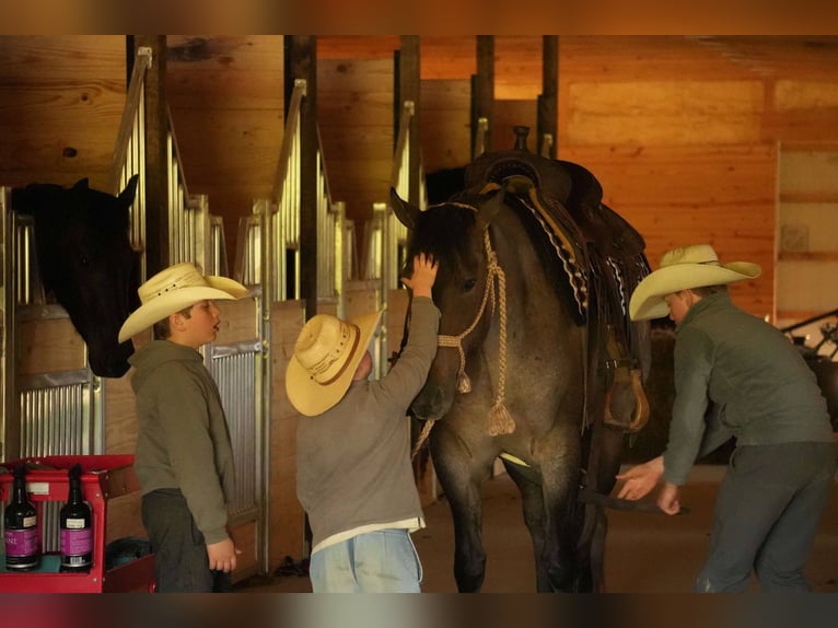 American Quarter Horse Wallach 5 Jahre 152 cm Roan-Bay in Fresno, OH