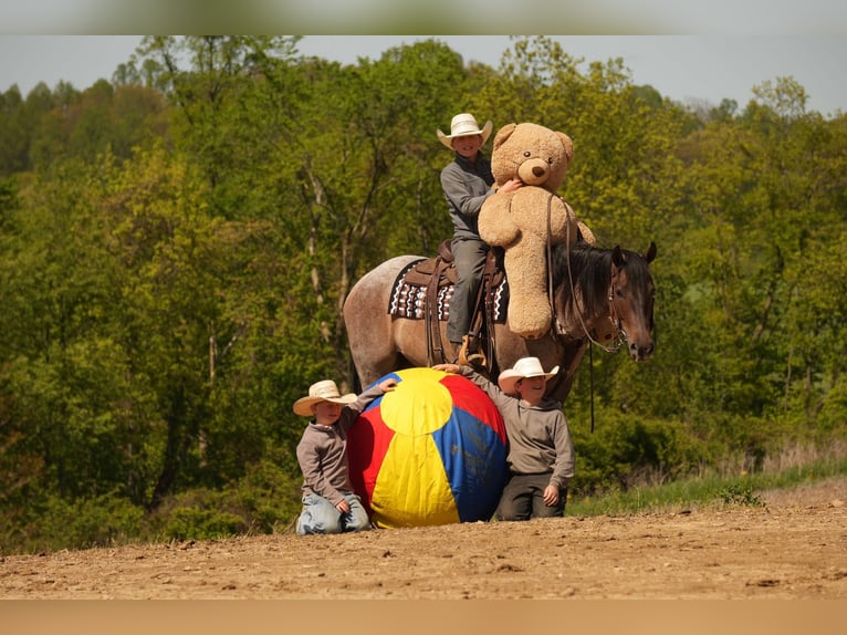 American Quarter Horse Wallach 5 Jahre 152 cm Roan-Bay in Fresno, OH