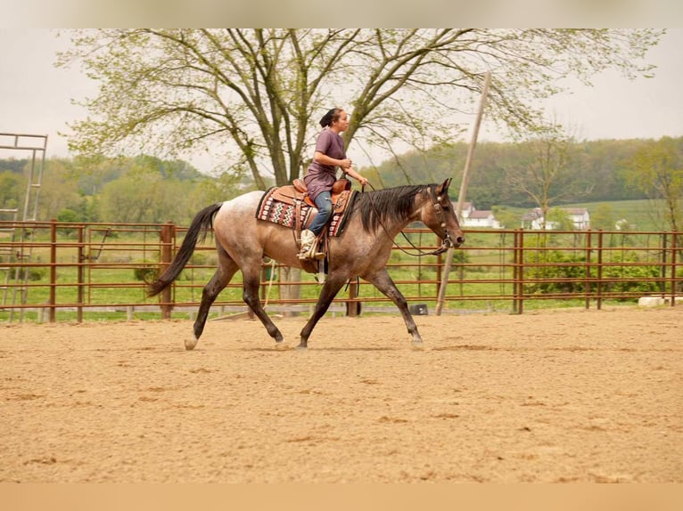 American Quarter Horse Wallach 5 Jahre 152 cm Roan-Bay in Fresno, OH