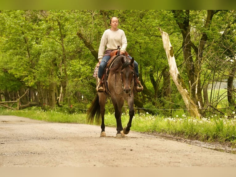 American Quarter Horse Wallach 5 Jahre 152 cm Roan-Bay in Fresno, OH