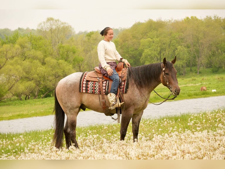 American Quarter Horse Wallach 5 Jahre 152 cm Roan-Bay in Fresno, OH