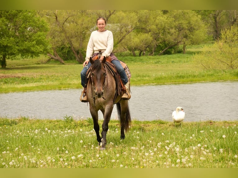 American Quarter Horse Wallach 5 Jahre 152 cm Roan-Bay in Fresno, OH