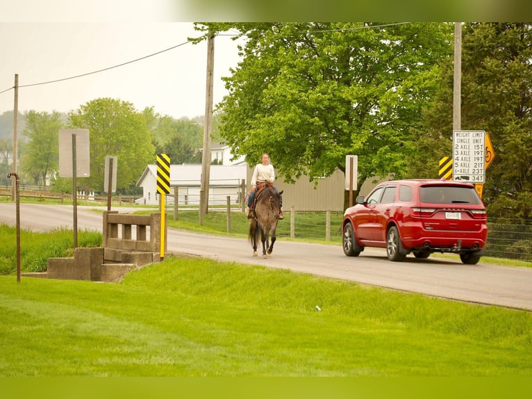 American Quarter Horse Wallach 5 Jahre 152 cm Roan-Bay in Fresno, OH
