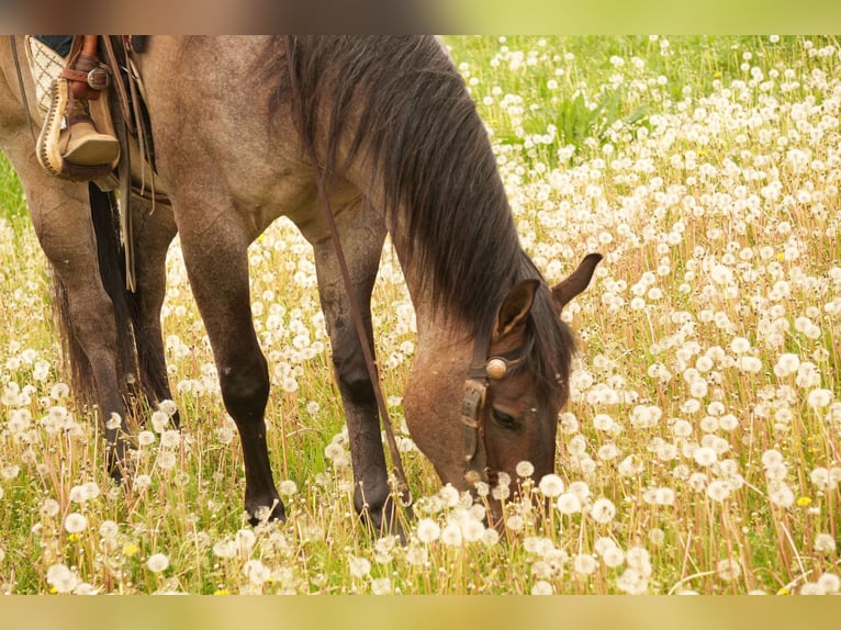 American Quarter Horse Wallach 5 Jahre 152 cm Roan-Bay in Fresno, OH