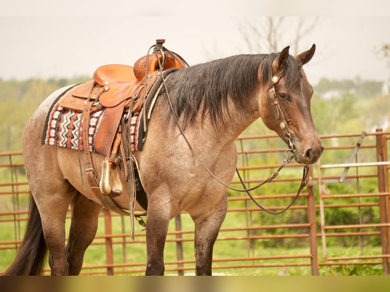 American Quarter Horse Wallach 5 Jahre 152 cm Roan-Bay in Fresno, OH