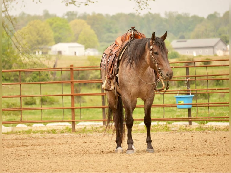 American Quarter Horse Wallach 5 Jahre 152 cm Roan-Bay in Fresno, OH
