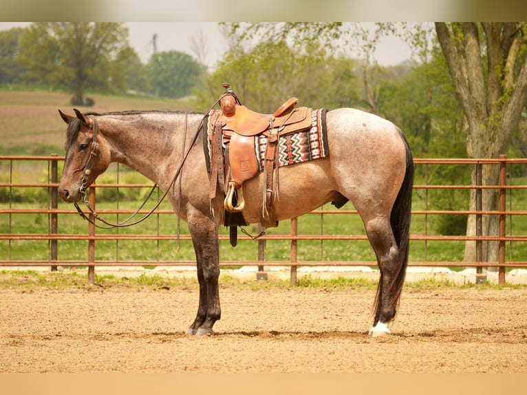 American Quarter Horse Wallach 5 Jahre 152 cm Roan-Bay in Fresno, OH
