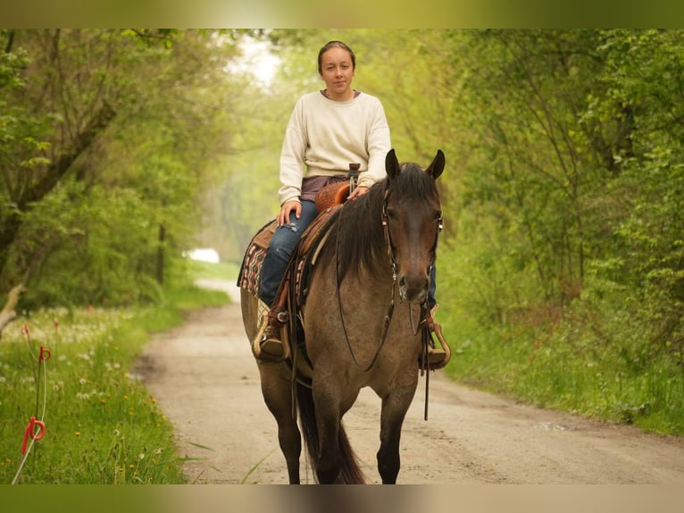 American Quarter Horse Wallach 5 Jahre 152 cm Roan-Bay in Fresno, OH