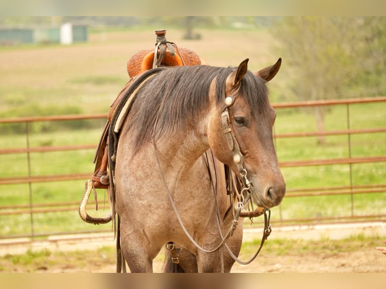 American Quarter Horse Wallach 5 Jahre 152 cm Roan-Bay in Fresno, OH