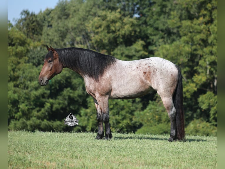American Quarter Horse Wallach 5 Jahre 152 cm Roan-Bay in Mount Vernon