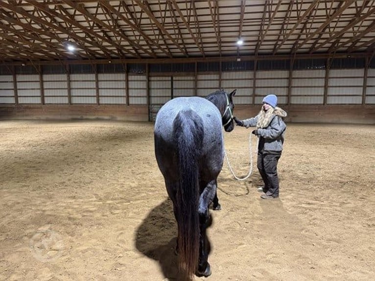 American Quarter Horse Wallach 5 Jahre 152 cm Roan-Blue in Wooster