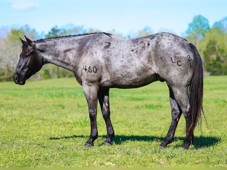 American Quarter Horse Wallach 5 Jahre 152 cm Roan-Blue in Lyles