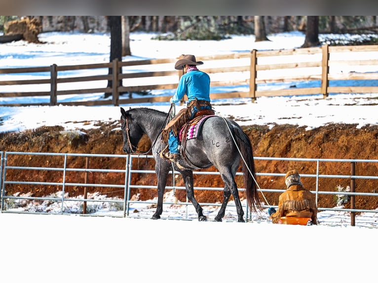 American Quarter Horse Wallach 5 Jahre 152 cm Roan-Blue in Lyles