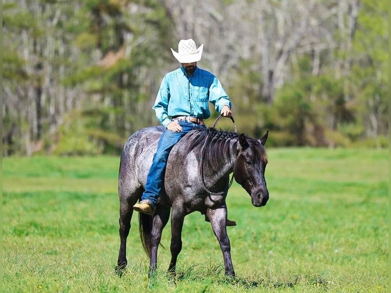 American Quarter Horse Wallach 5 Jahre 152 cm Roan-Blue in Lyles