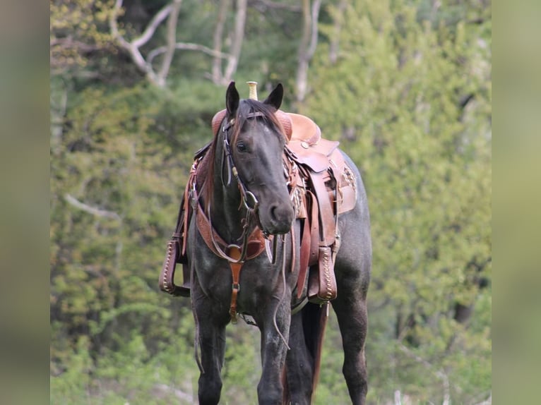 American Quarter Horse Wallach 5 Jahre 152 cm Roan-Blue in Rebersburg, PA