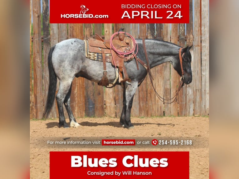 American Quarter Horse Wallach 5 Jahre 152 cm Roan-Blue in Stephenville, TX