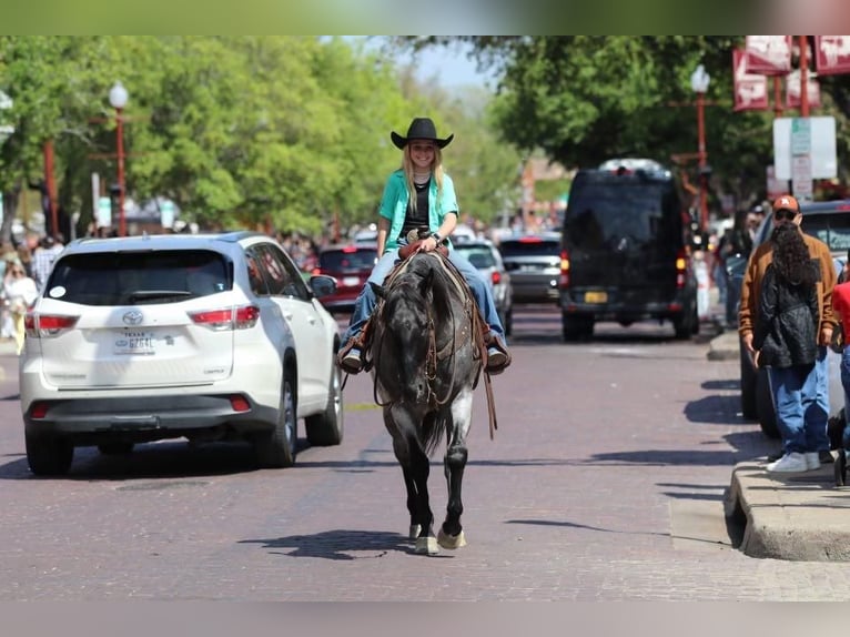 American Quarter Horse Wallach 5 Jahre 152 cm Roan-Blue in Stephenville, TX