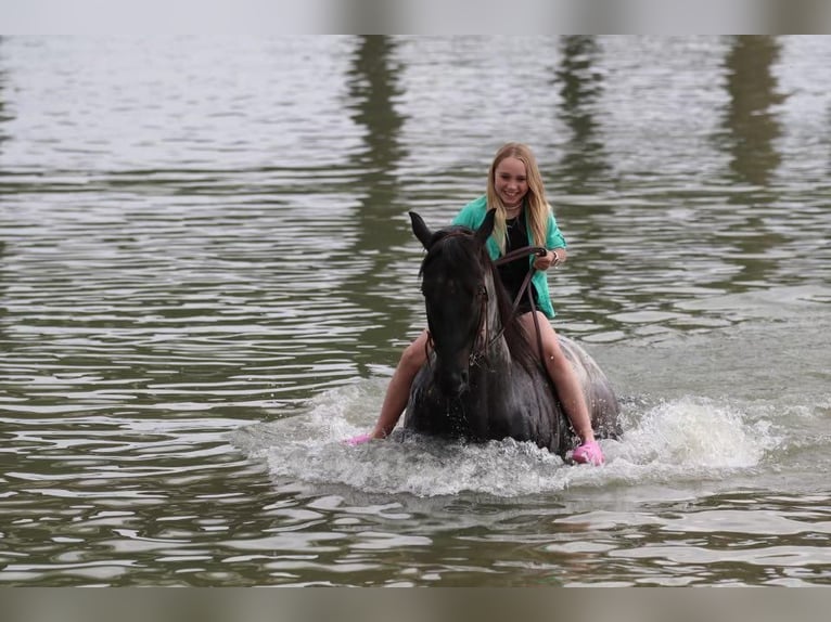 American Quarter Horse Wallach 5 Jahre 152 cm Roan-Blue in Stephenville, TX