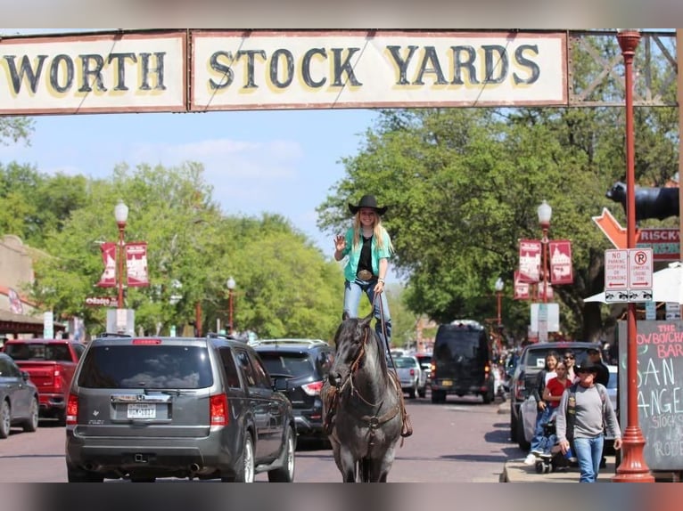 American Quarter Horse Wallach 5 Jahre 152 cm Roan-Blue in Stephenville, TX